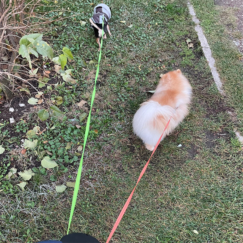 Dual Pet Leash with LED & Swivel